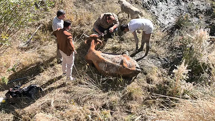 İpekyolu Belediyesi, bataklığa düşen ineği kurtardı