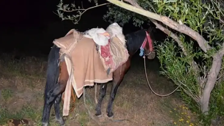 İran'dan katırla yurda sokulan 97 kilogram uyuşturucuya 1 gözaltı