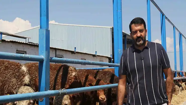 İthal büyükbaş, et fiyatlarını dengede tutuyor