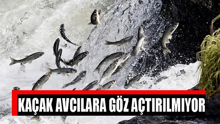 Kaçak avcılara göz açtırılmıyor