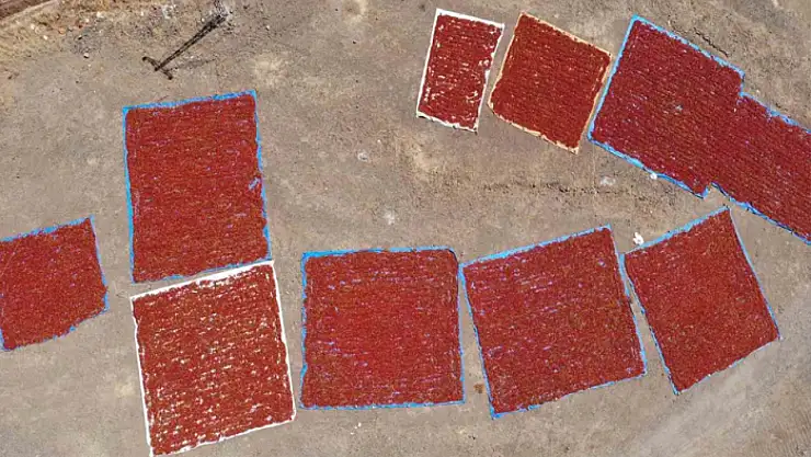 Kahramanmaraş'ta coğrafi işaretli biberde hasat başladı