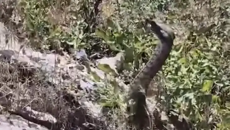 Kamerayla görüntülediği yılanın saldırısına uğradı