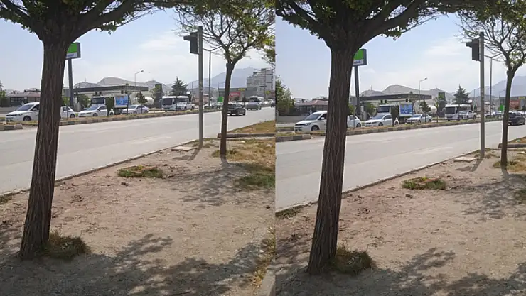 Kampüs yolu üzerindeki ağaçlar acil bakım bekliyor