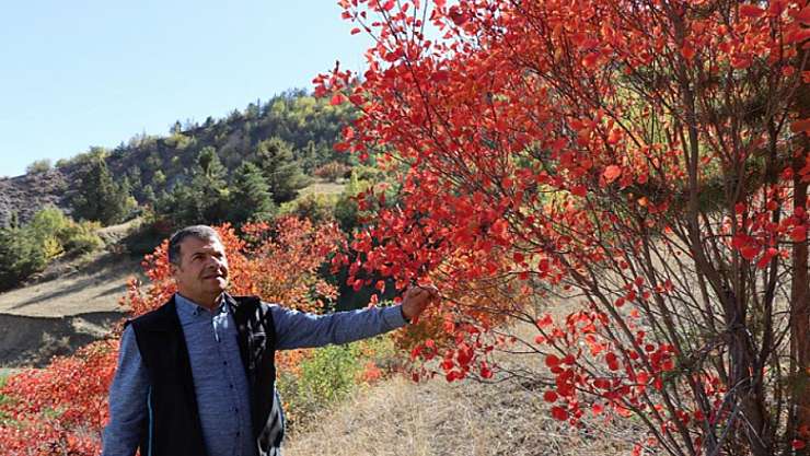 Kaplaç Ağaçları doğayı kırmızıya boyadı