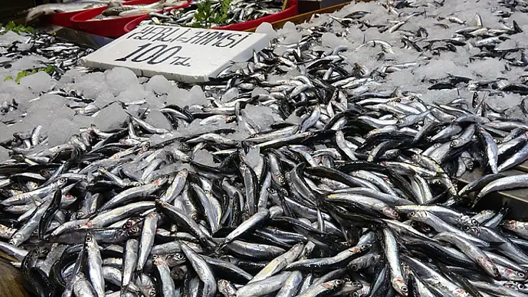 Karadeniz'de hamsi bereketi sürüyor