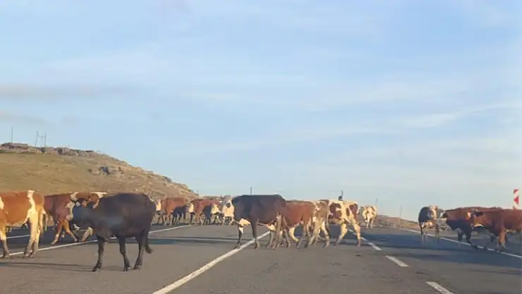 Karayoluna çıkan büyükbaş hayvanlar trafiği aksattı