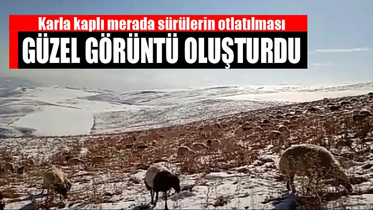 Karla kaplı merada sürülerin otlatılması güzel görüntü oluşturdu