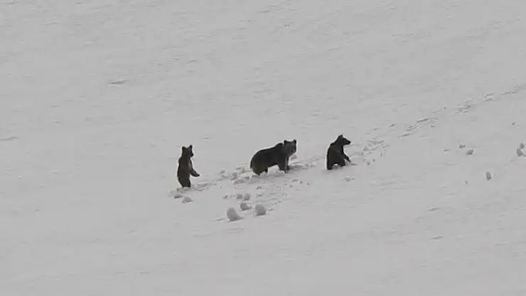 Karlı arazide dolaşırlarken görüntülendi