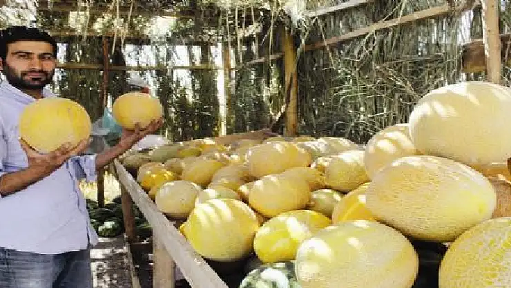 ALAKÖY KAVUNU MARKA OLDU