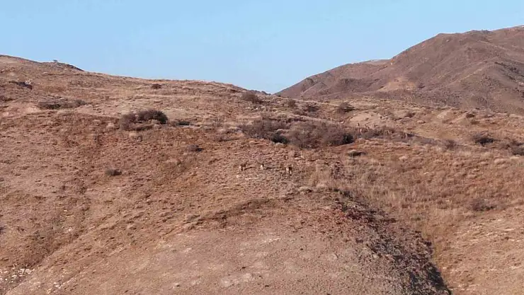 Kayaların usta tırmanıcıları sürü halinde görüntülendi