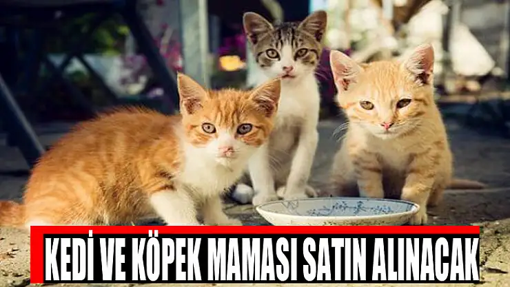 Kedi ve köpek maması satın alınacak