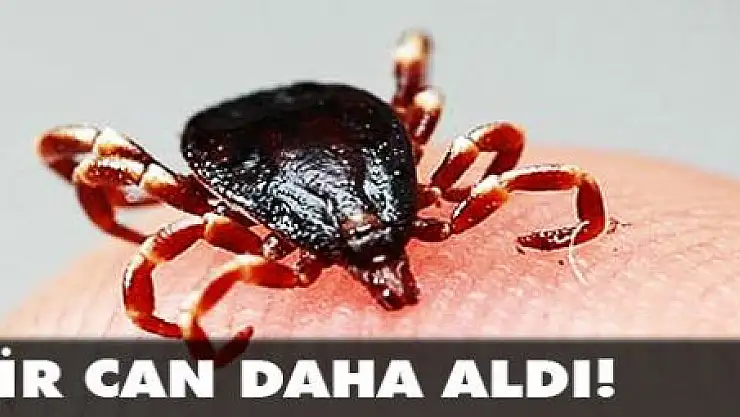 4 çocuk annesi, kene kurbanı