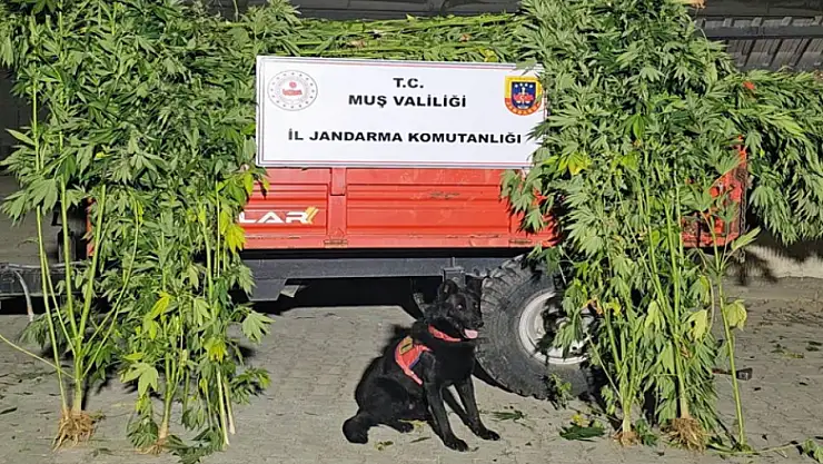 Kenevir operasyonu: 2 gözaltı
