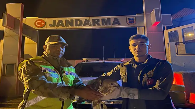 Kızıl şahin emin ellerde