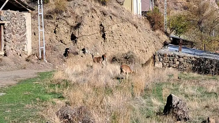 Köyde yaban keçileri özgürce otluyor