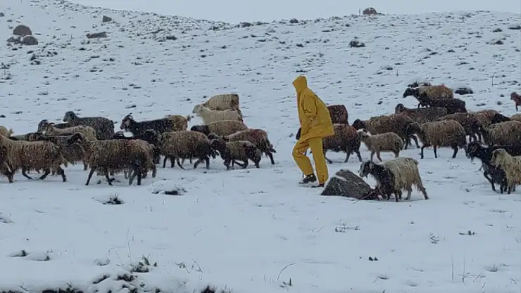 Koyun sürüsü ağıllara geri döndü