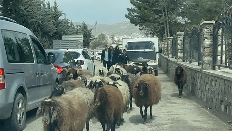 Koyun sürüsü şehir merkezinde yol kesti