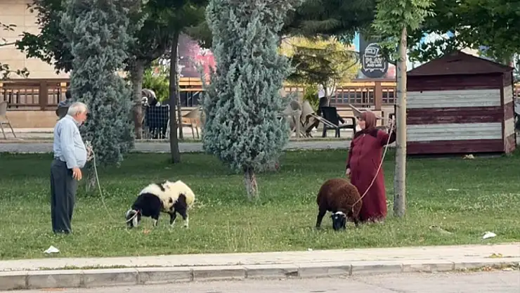 Koyunlara tasma takarak gezdirdiler