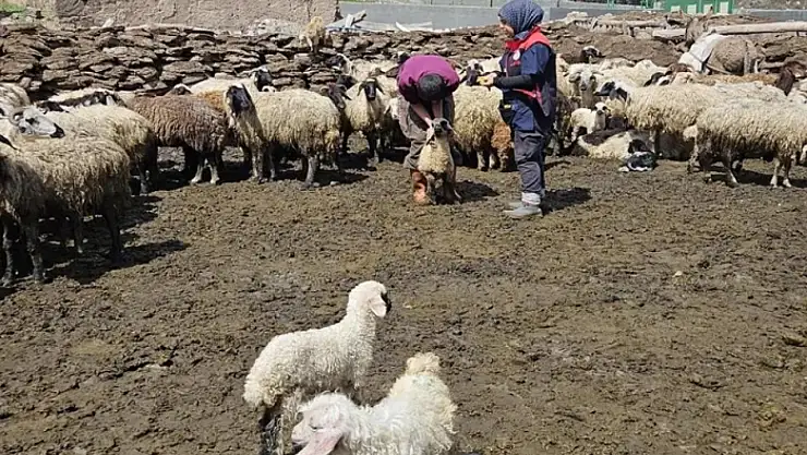 Küçükbaş hayvanlara küpe ve aşı çalışması