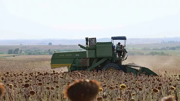 Kuraklık Çukurova'da ayçiçeği hasadını erkene çekti