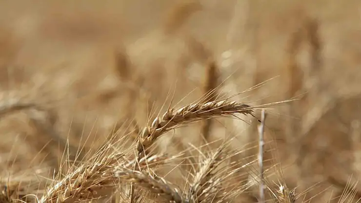 Küresel tahıl üretiminde 105 milyon tonluk rekor artış bekleniyor