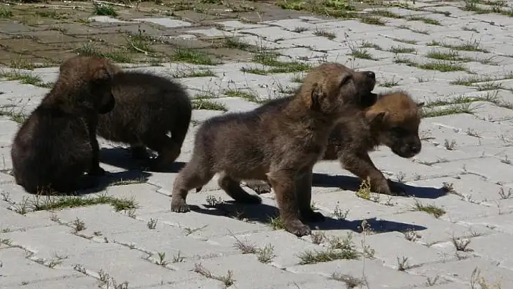 Kurt yavruları koruma altına alındı