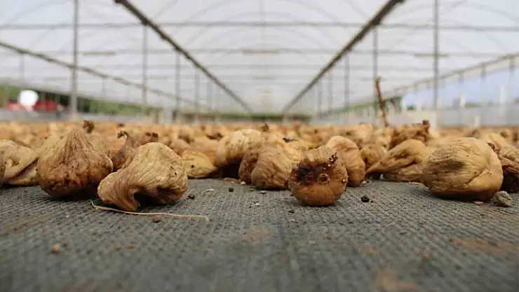 Kuru incir ihracatı 140 milyon dolara yükseldi