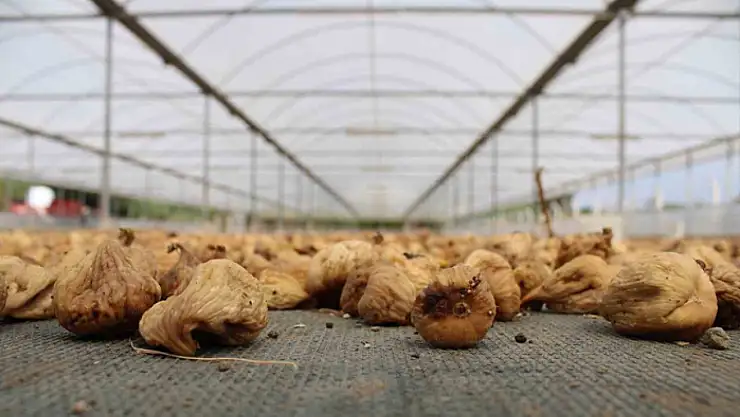 Kuru incir ihracatı 292 milyon dolara yükseldi