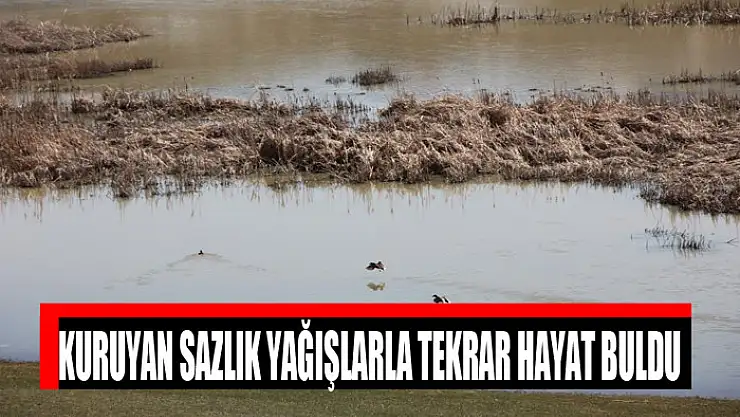 Kuruyan sazlık yağışlarla tekrar hayat buldu