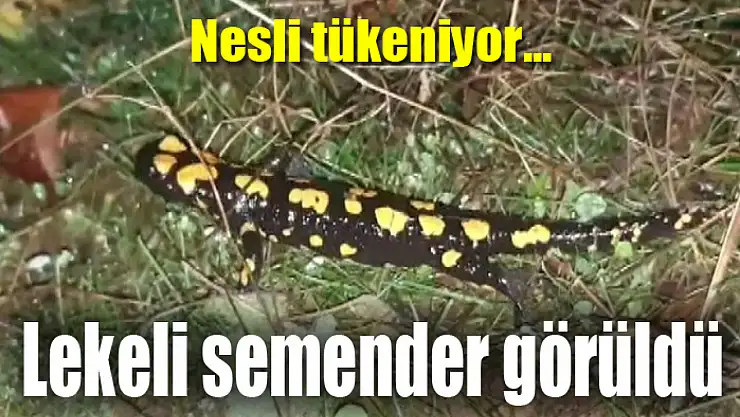 Lekeli semender görüldü