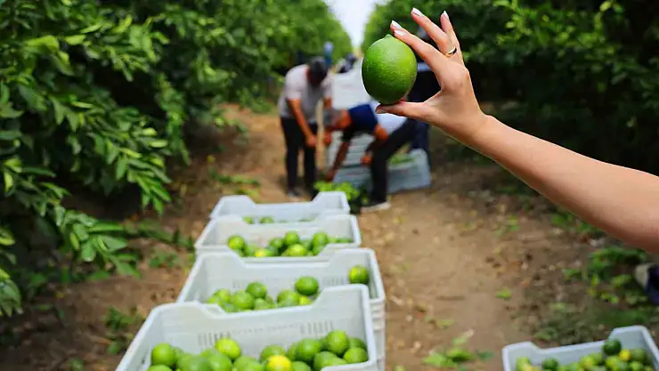 Limonda stokçuların oyunu ortaya çıktı