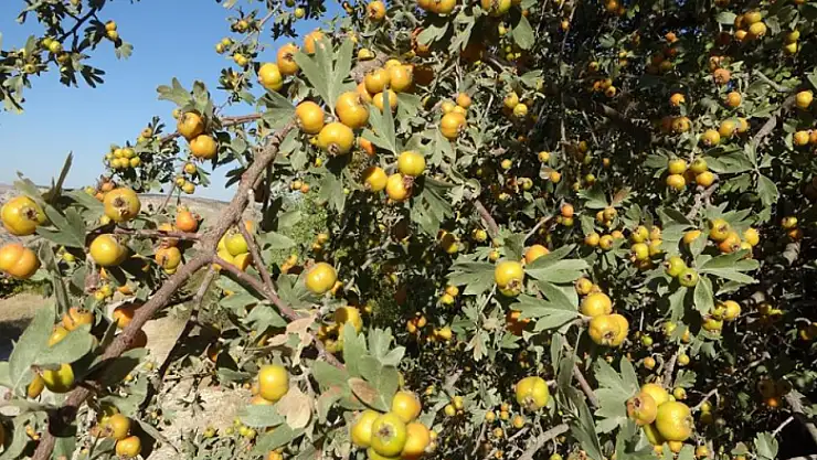 Malatya'da şifa deposu alıçta hasat zamanı