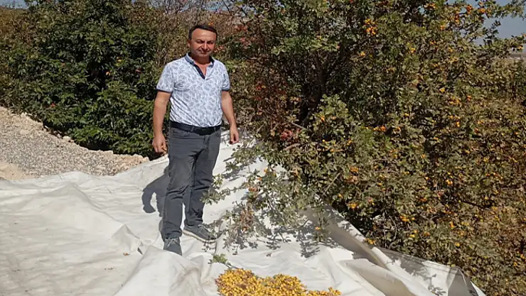 Malatya'da şifa deposu alıçta hasat devam ediyor