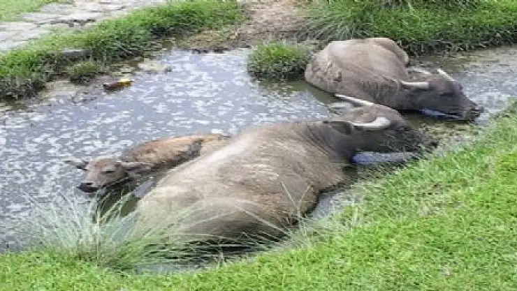 CAMUŞKIRAN SOĞUKLARI BAŞLADI