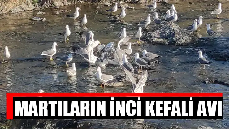 Martıların inci kefali avı