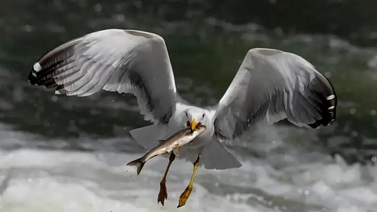 Martıların inci kefali avı