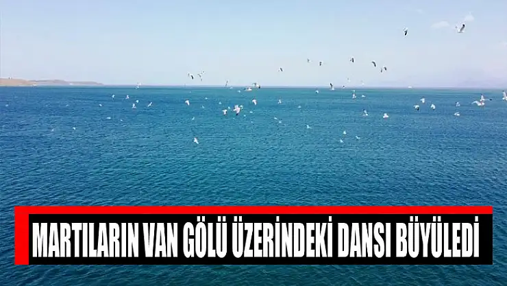 Martıların Van Gölü üzerindeki dansı büyüledi