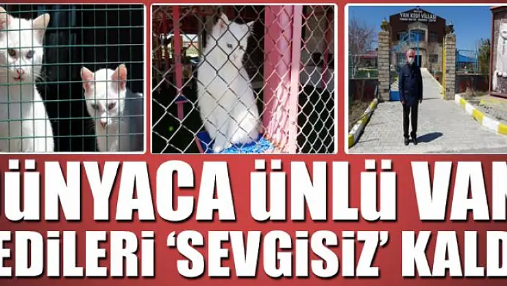 Dünyaca ünlü Van kedileri 'sevgisiz' kaldı