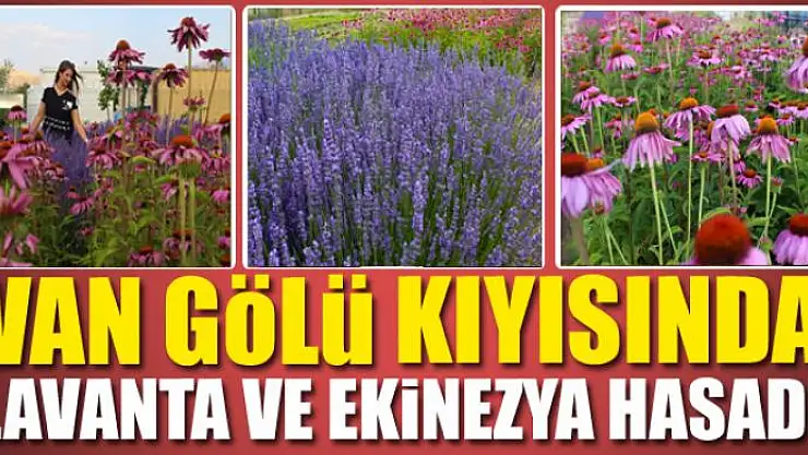 Van Gölü kıyısında lavanta ve ekinezya hasadı