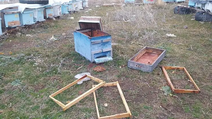 Muradiye'de ayılar kovanlara ve kümes hayvanlarına saldırdı