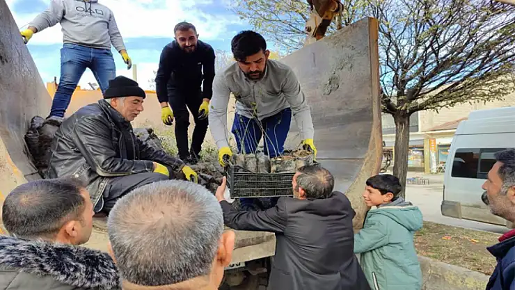 Muradiye'de fidan dağıtımı sürüyor
