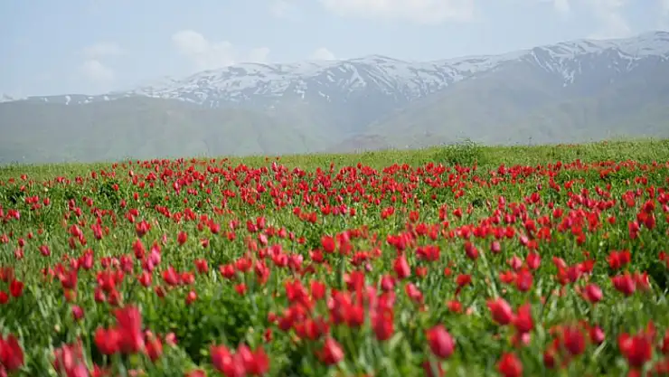 Muş Ovası kırmızıya büründü
