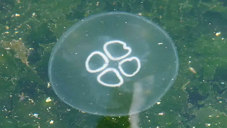 Müsilaj bitti bu kez denizanası kabusu başladı