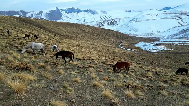 Nemrut Kalderası'nda at sürüsünün gizemli yolculuğu
