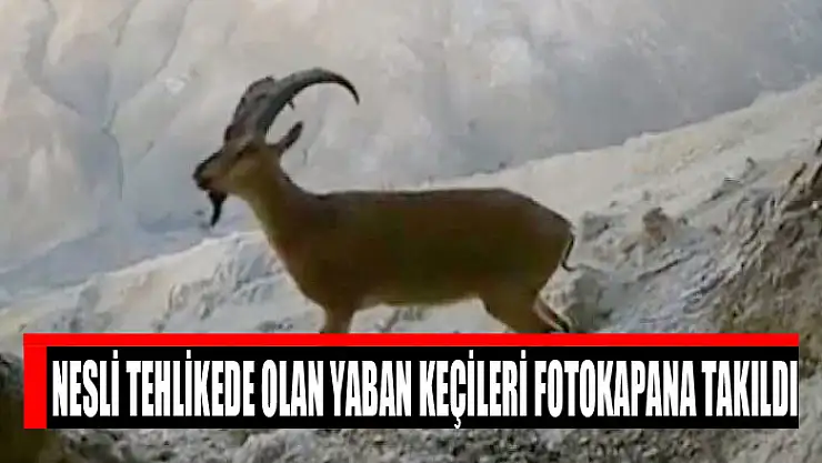 Nesli tehlikede olan yaban keçileri fotokapana takıldı