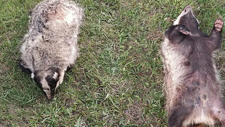 Nesli tükenmekte olan porsuğa araba çarptı