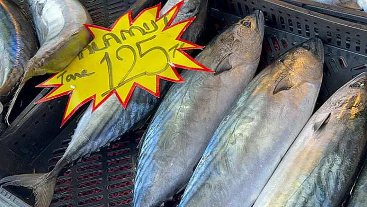Palamut sezonu sona eriyor