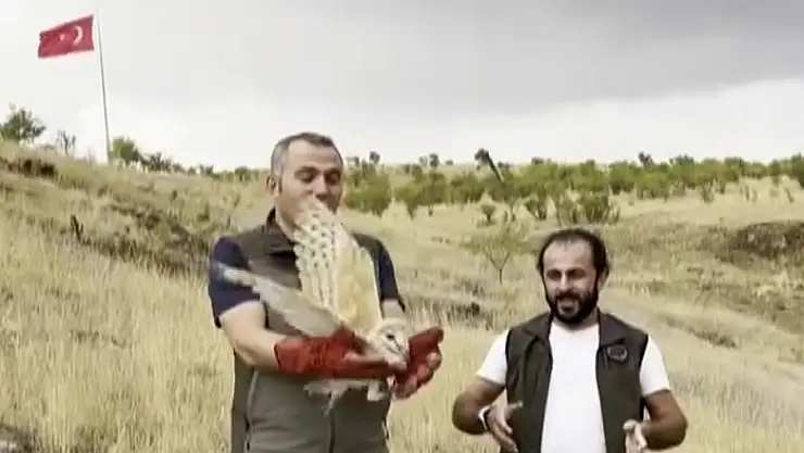 Peçeli baykuş yeniden yaban hayatta