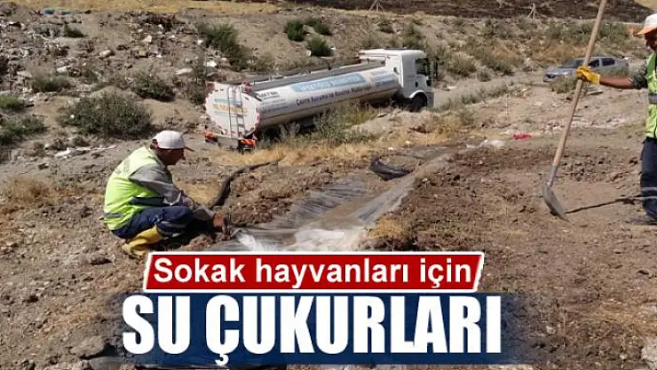 Sokak hayvanları için su çukurları