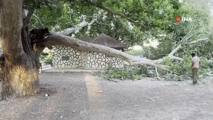 Piknik alanında ağacın dalı vatandaşların üzerine devrildi: 11 yaralı